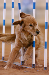 SmallPicture of Dylan with AJP title ribbons