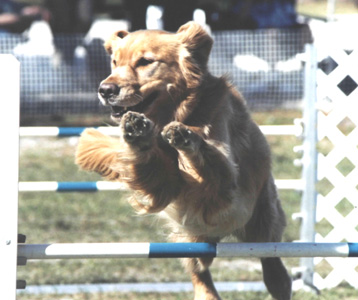 SmallPicture of Dylan