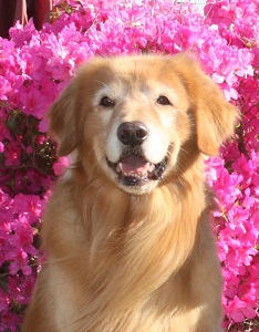 Small Picture of Pup