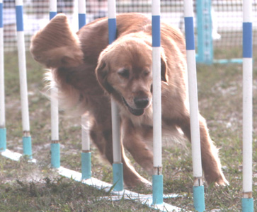 SmallPicture of Dylan