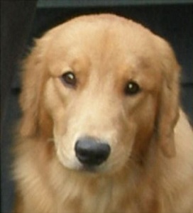 SmallPicture of Merlin in 9-12 Puppy Dogs