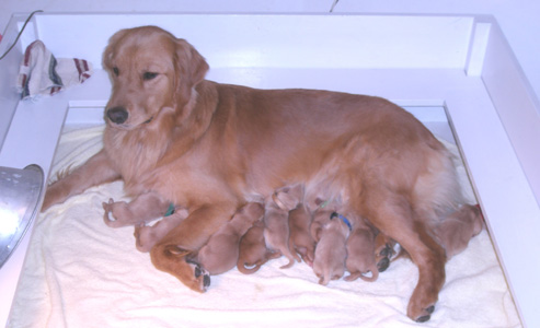 SmallPicture of puppies