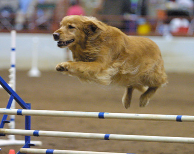 Small Picture of Trys