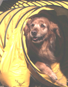 SmallPicture of  Trys