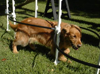 SmallPicture of  Trys