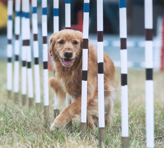 Small Picture of Trys