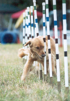 SmallPicture of Dylan